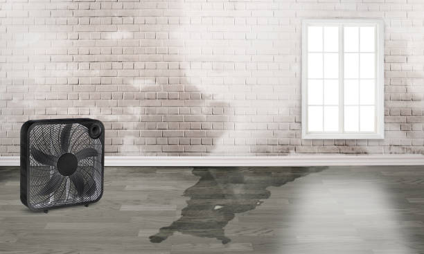 Best Local water damage restoration  in O, MI